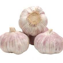 New crop Chinese fresh white garlic price 5 cm and up from local garlic manufacturer